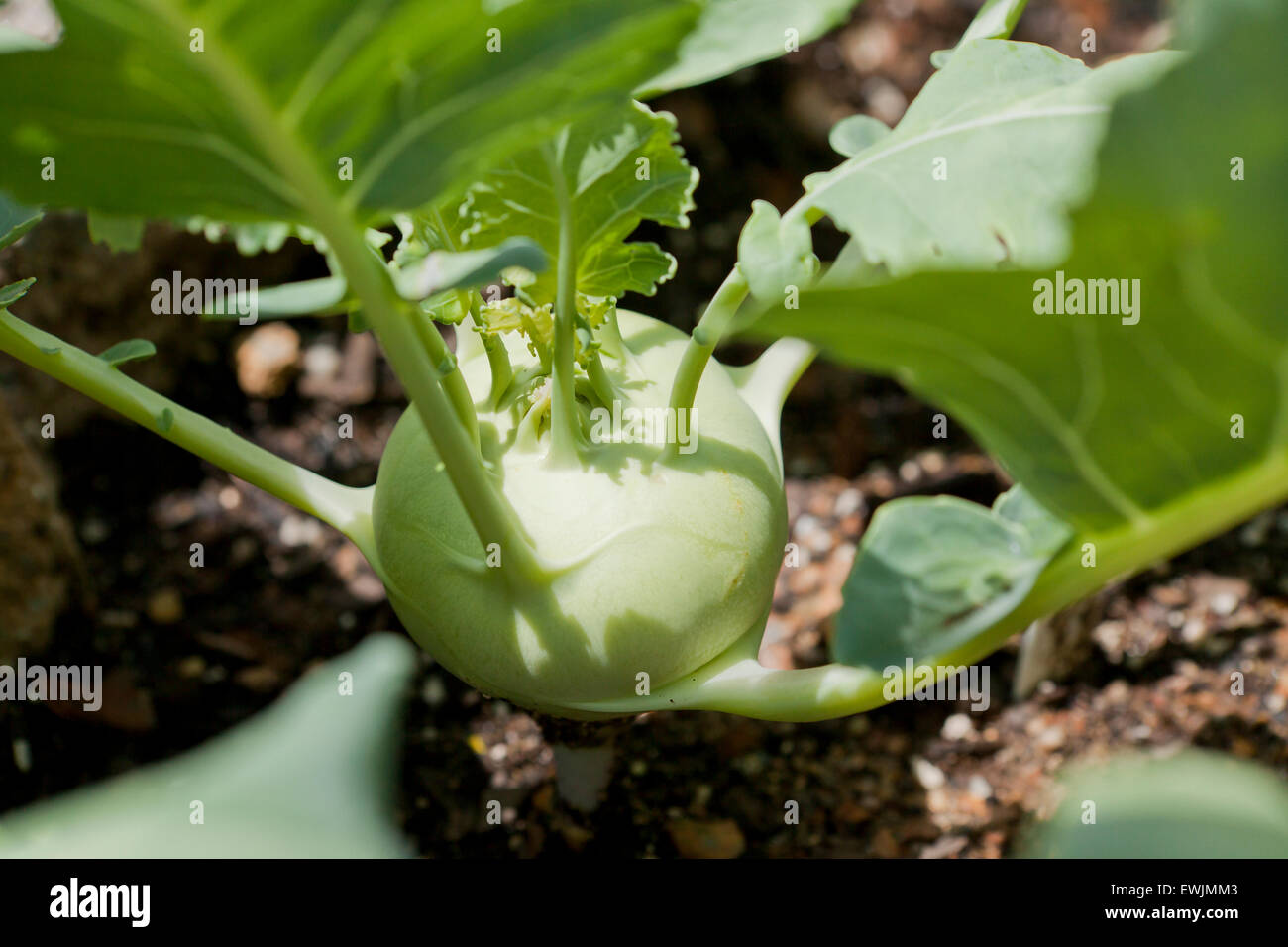 Planta de colinabo blanco en tierra (Brassica oleracea) - EE.UU. Foto de stock