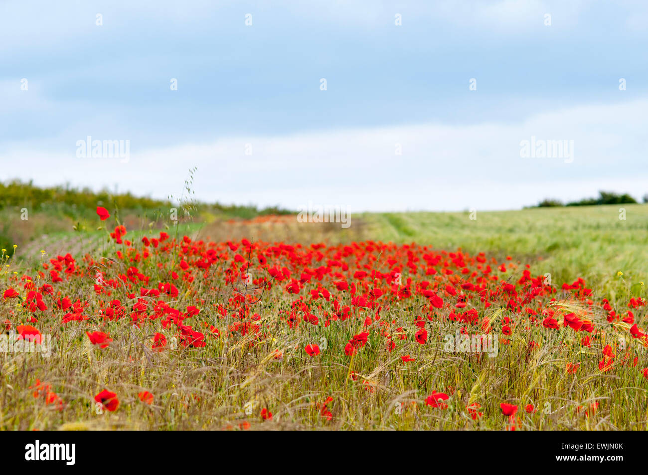 Un parche de amapolas rojas en el borde de un campo cerca de Amberley en West Sussex. El margen del campo es una franja de tierras retiradas de la producción Foto de stock
