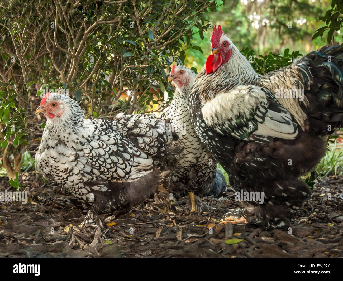 Plata Cochen trenzadas gallo gallina y pollos. Foto de stock