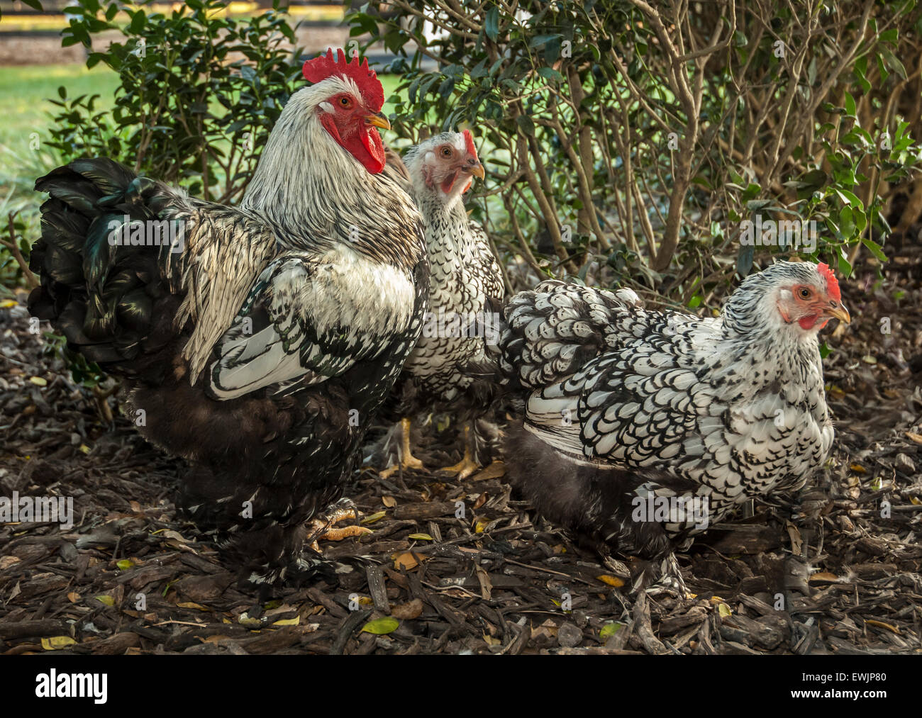 Plata Cochen trenzadas gallo gallina y pollos. Foto de stock