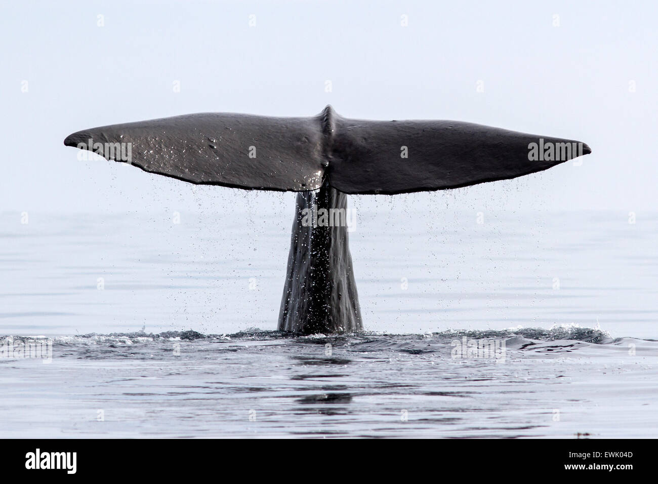 La cola de la Ballena de esperma que se sumerge en las aguas del Océano Pacífico Foto de stock