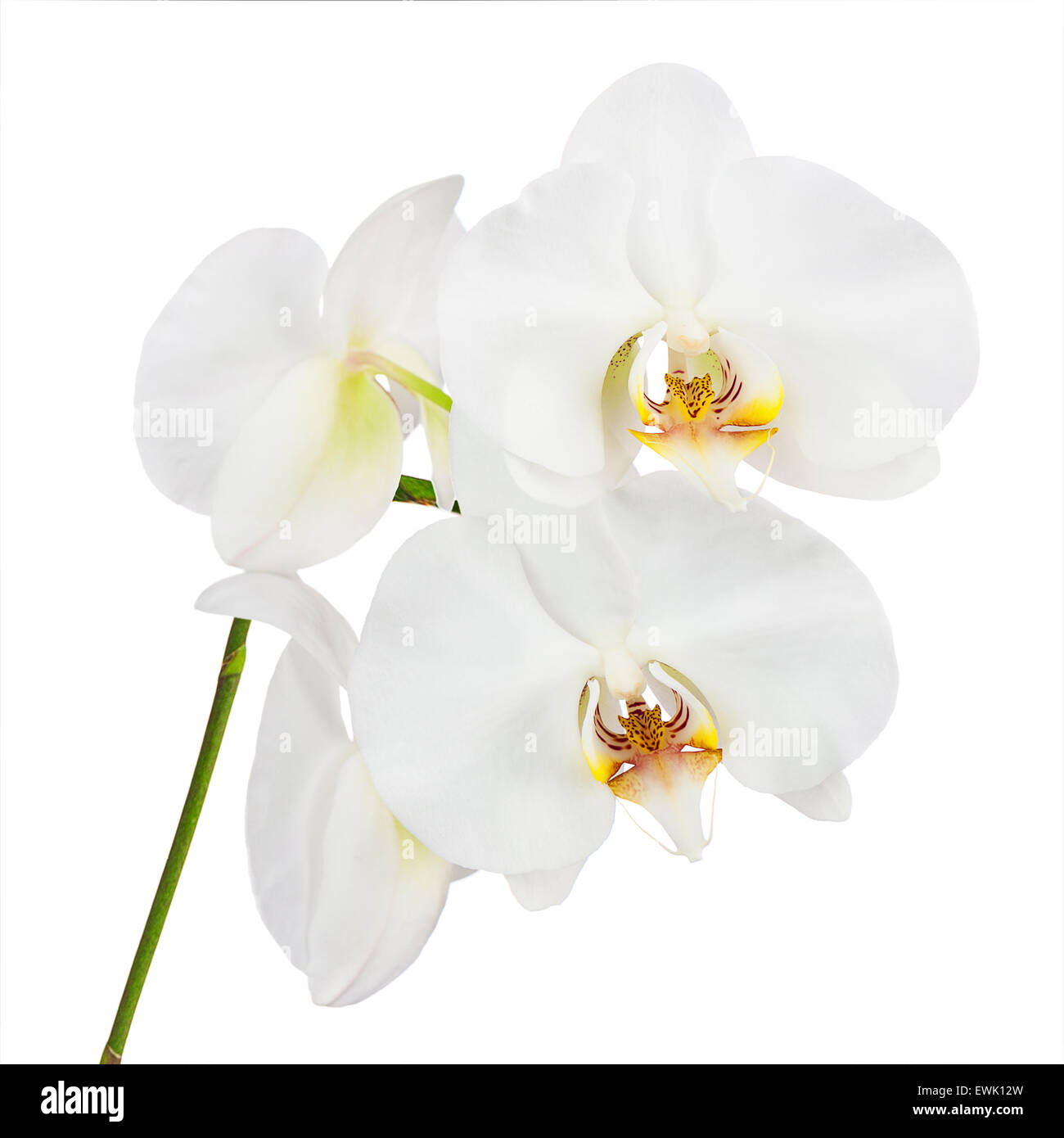 Flores orquídeas aislado sobre fondo blanco. Closeup. Foto de stock