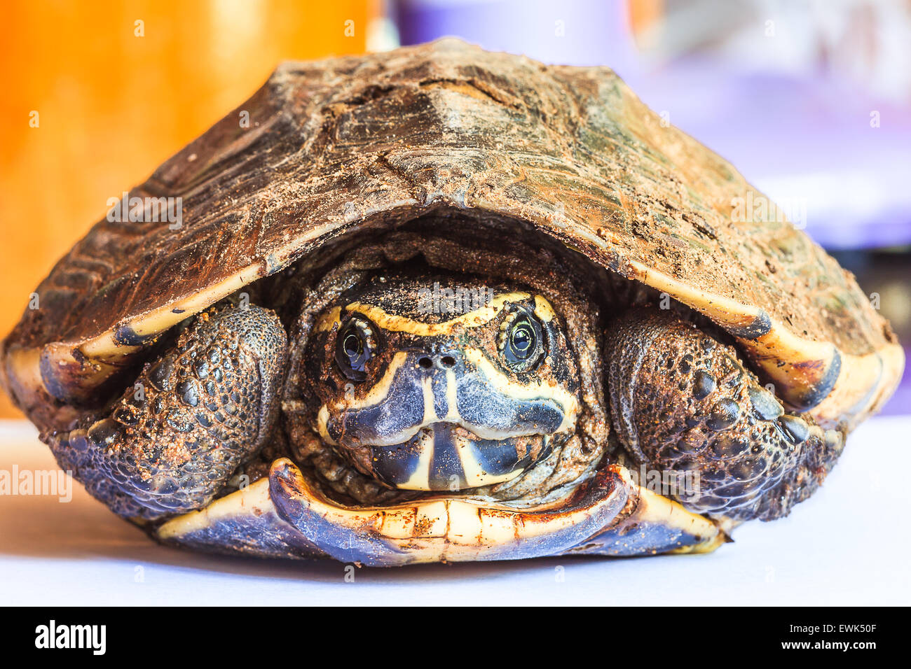 Dibujar detrás de la tortuga, la cabeza en el shell Foto de stock