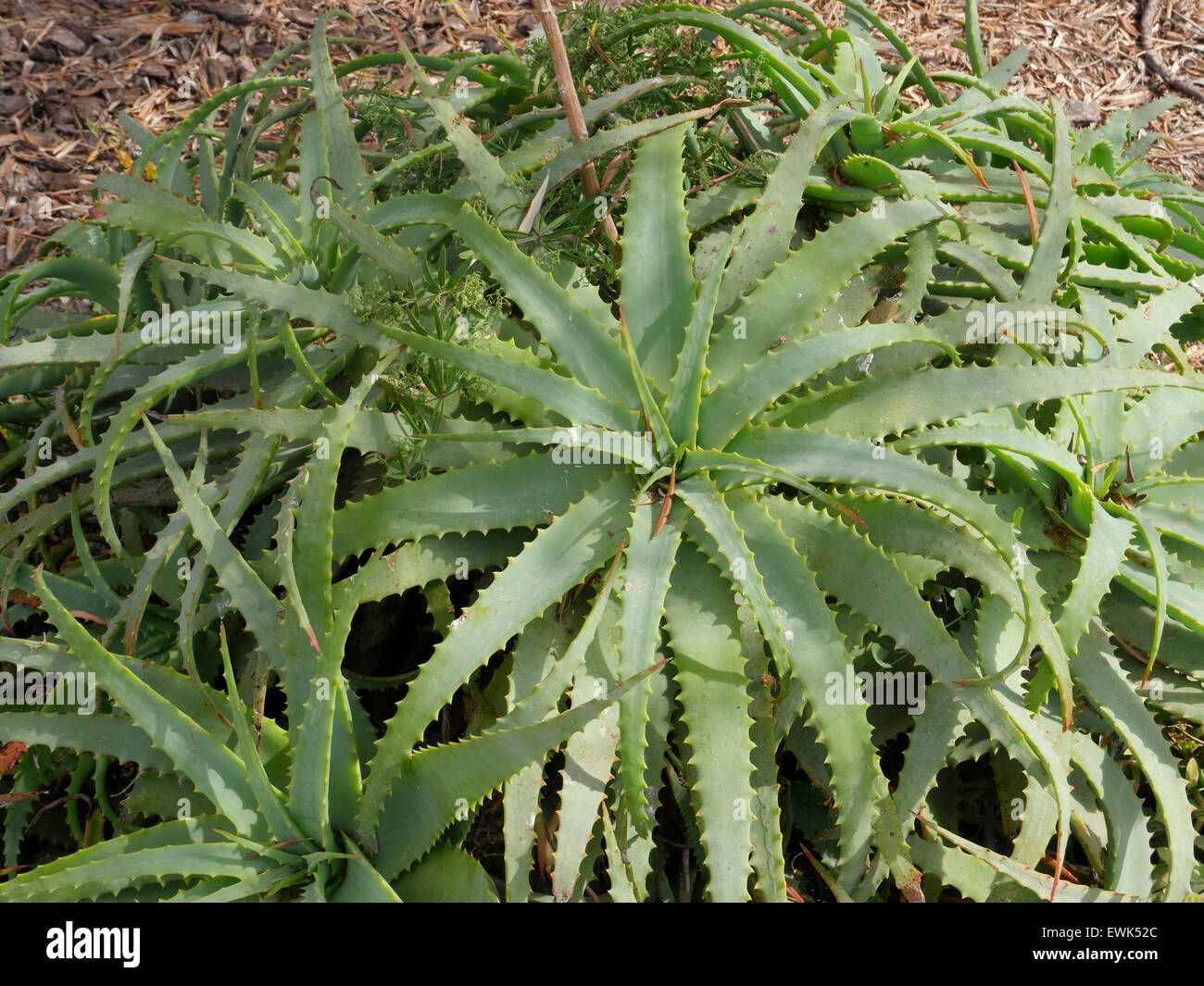Aloe aloe arborescens fotografías e imágenes de alta resolución - Alamy