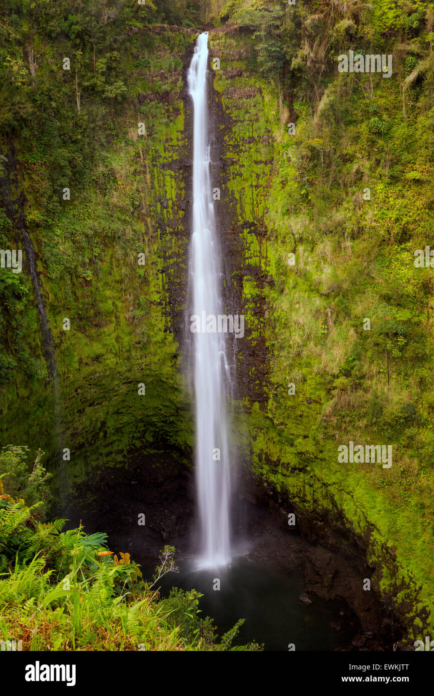 Akaka Falls. Akaka Falls State Park. Hawai, la Isla Grande Foto de stock