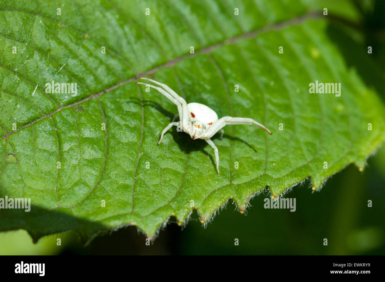 Un albino Goldenrod cangrejo araña, Misumena Vatia Thomisidae, parado sobre una hoja Bálsamo Monarda Foto de stock