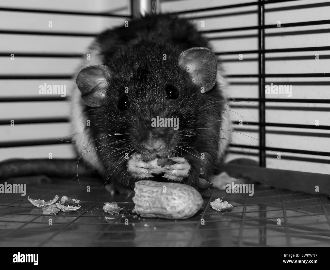 Pet rat comiendo maní en la jaula Foto de stock