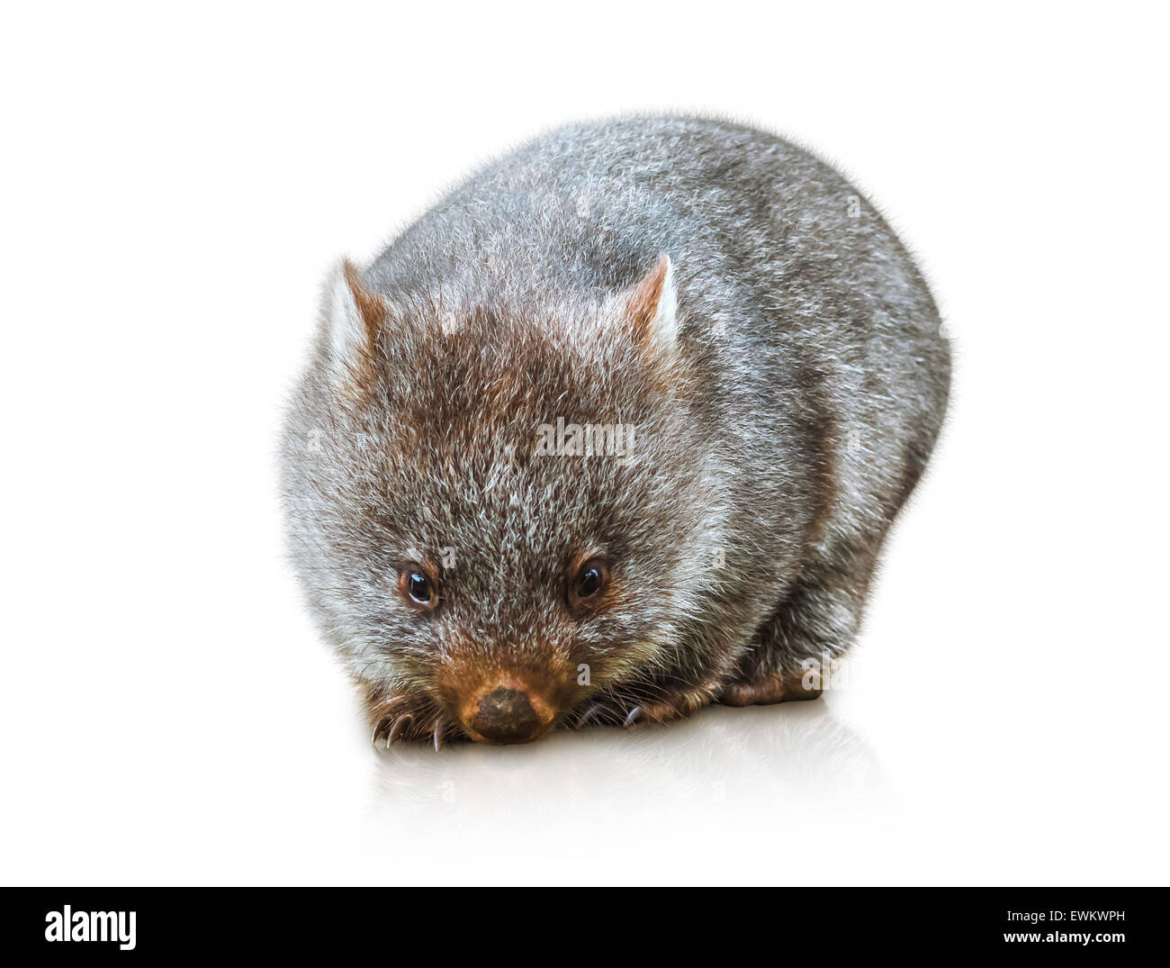 Poco Wombat Australia Foto de stock