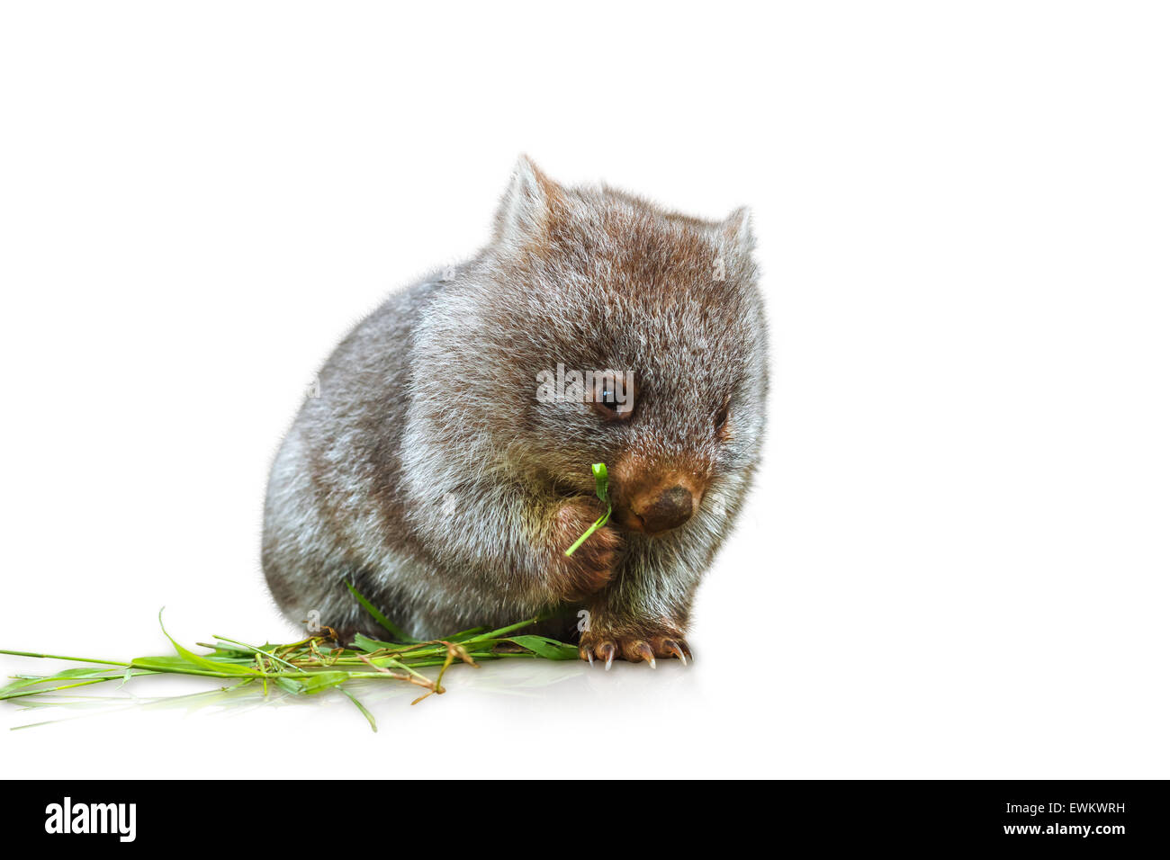 Wombat comer Foto de stock