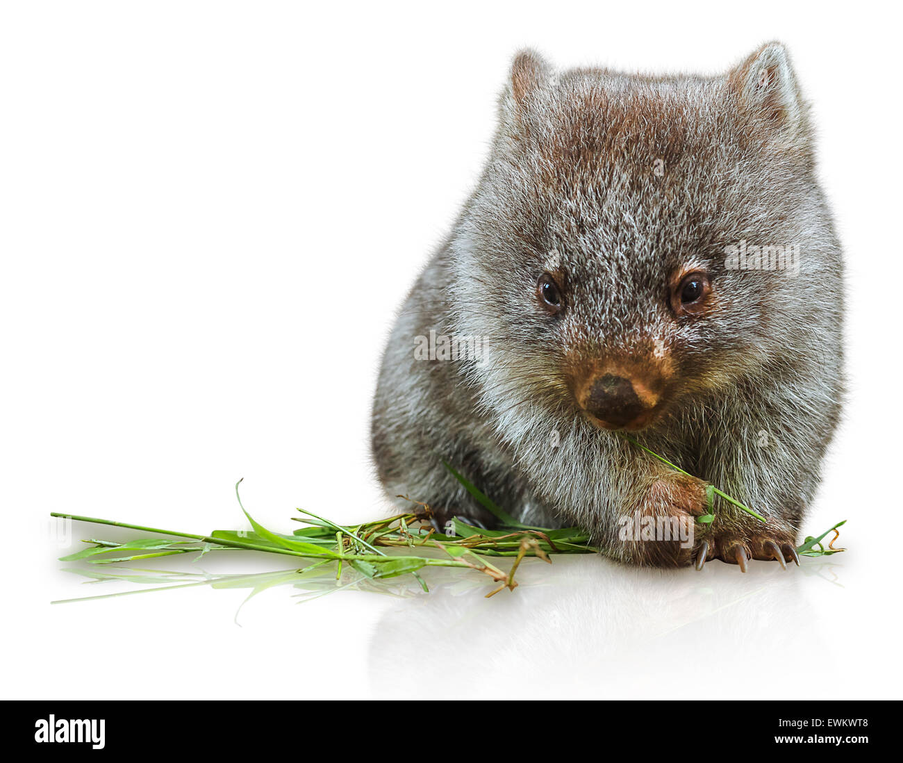 Poco Wombat Foto de stock