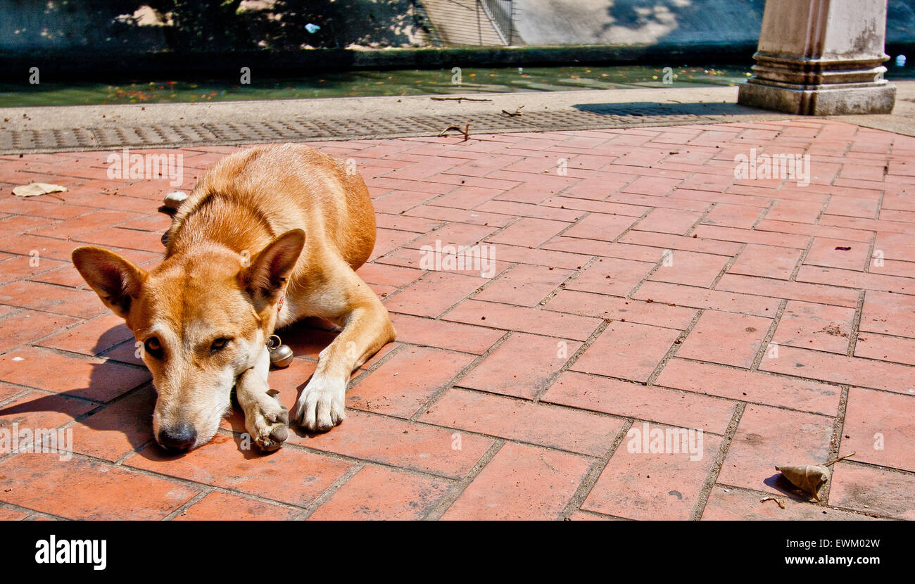 Perro descansando en Bangkok, Tailandia Foto de stock