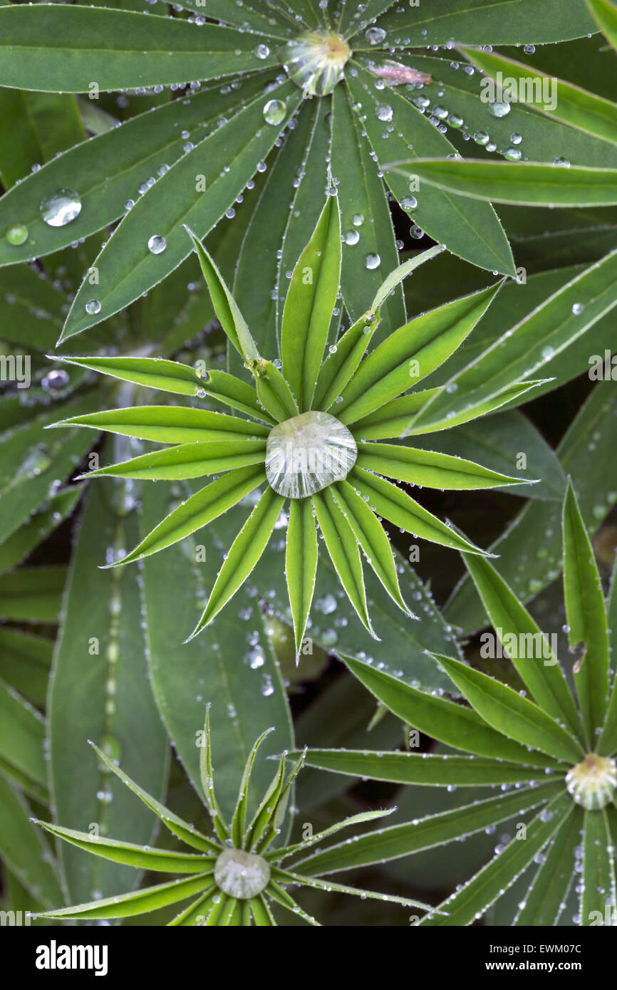 Los altramuces hojas en ducha de lluvia puede Foto de stock