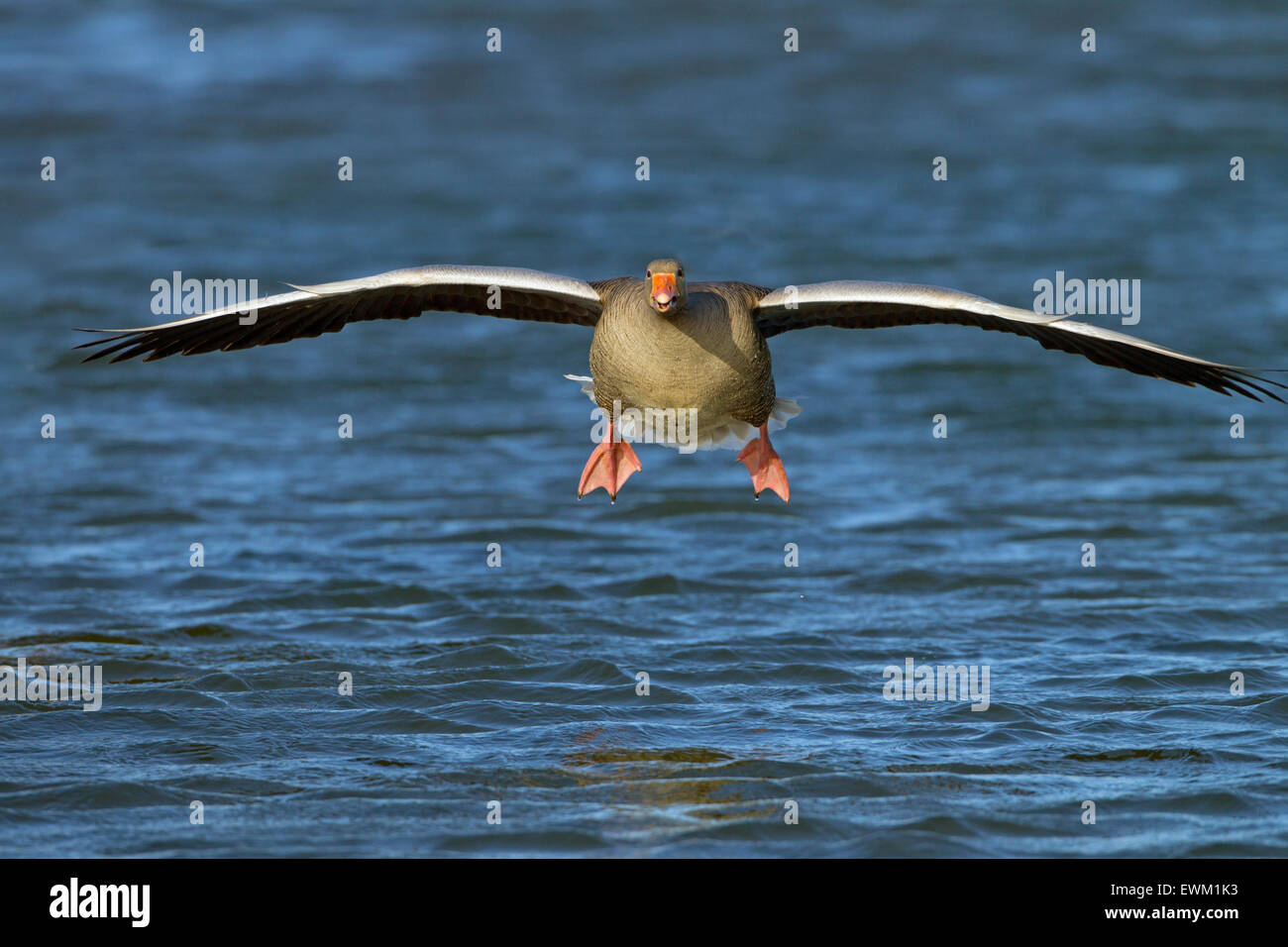 Graylag Goose Anser anser aterrizar sobre el agua Foto de stock