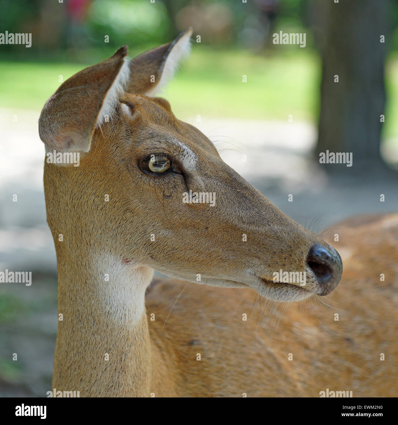 Primer plano de brow antlered ciervo con antecedentes de la naturaleza Foto de stock