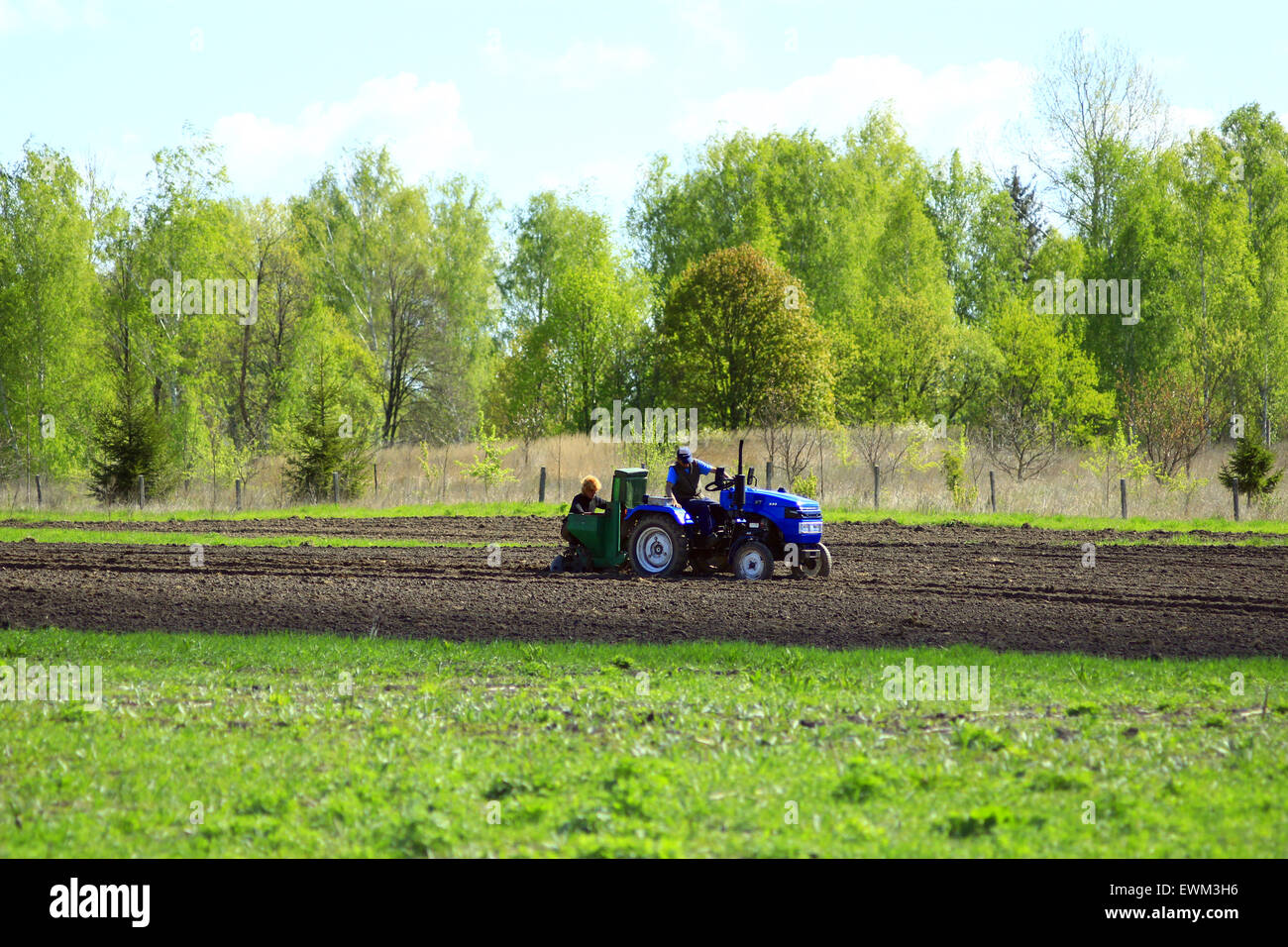 Los campesinos plantar patatas por tractor y sembradora de papa en el municipio Foto de stock
