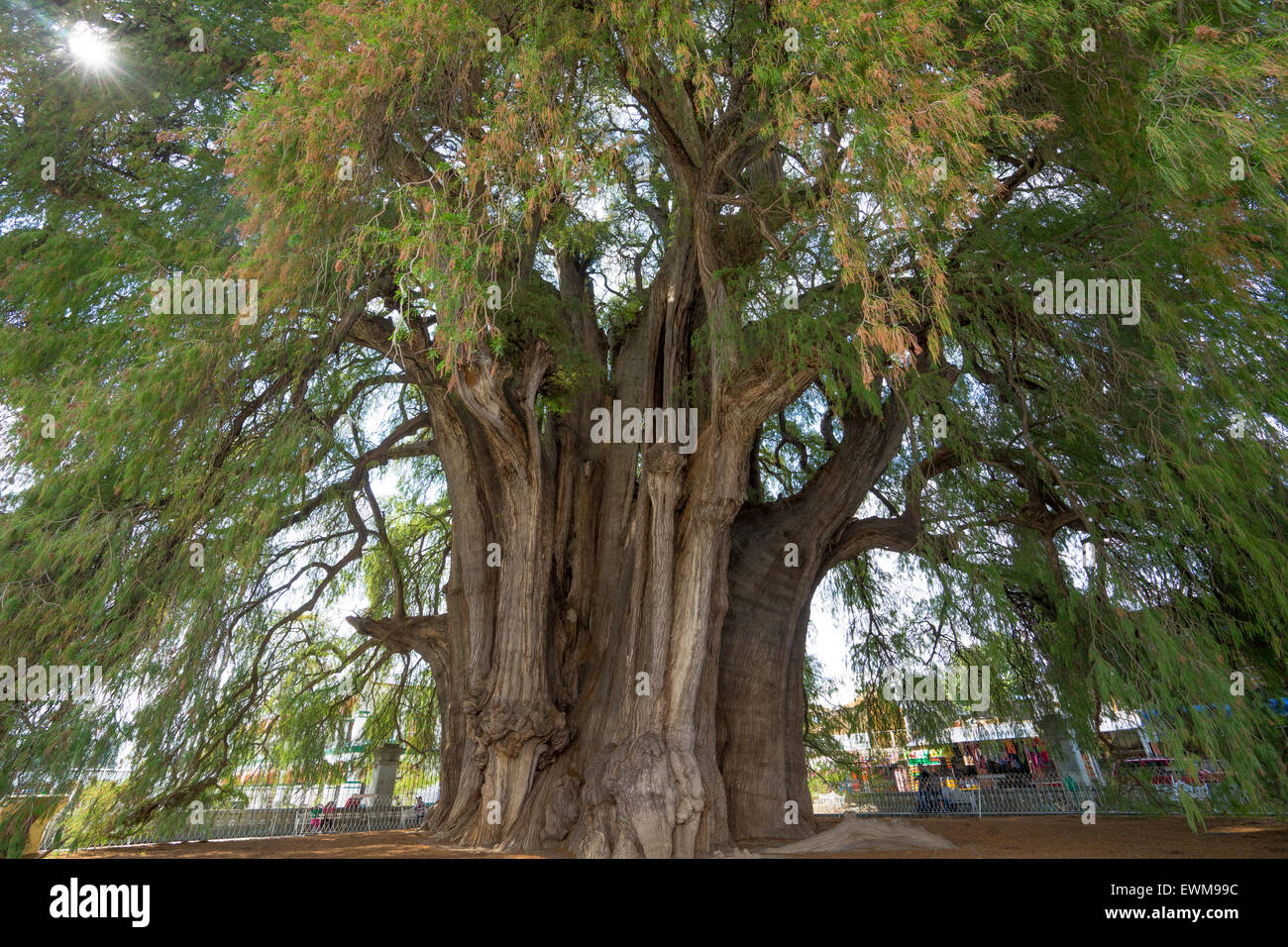 árbol más ancho del mundo fotografías e imágenes de alta resolución - Alamy