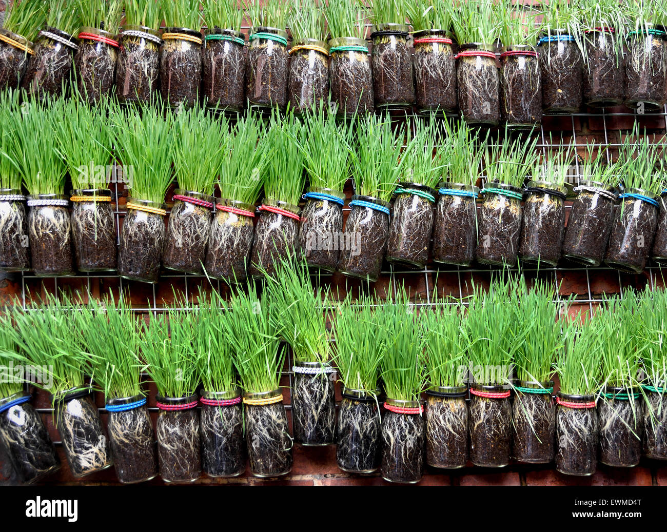 Verdulero hierbas hortalizas frescas para la venta en el mercado de alimentos interiores Shanghai China chino Foto de stock