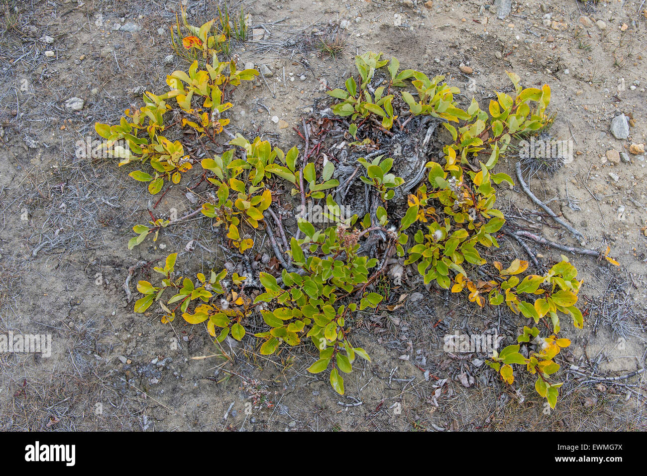 El sauce (Salix arctica Ártico), Paradisdal, Kjerulf Fiordo, rama del fiordo Kaiser Franz Josef, noreste nacional de Groenlandia Foto de stock