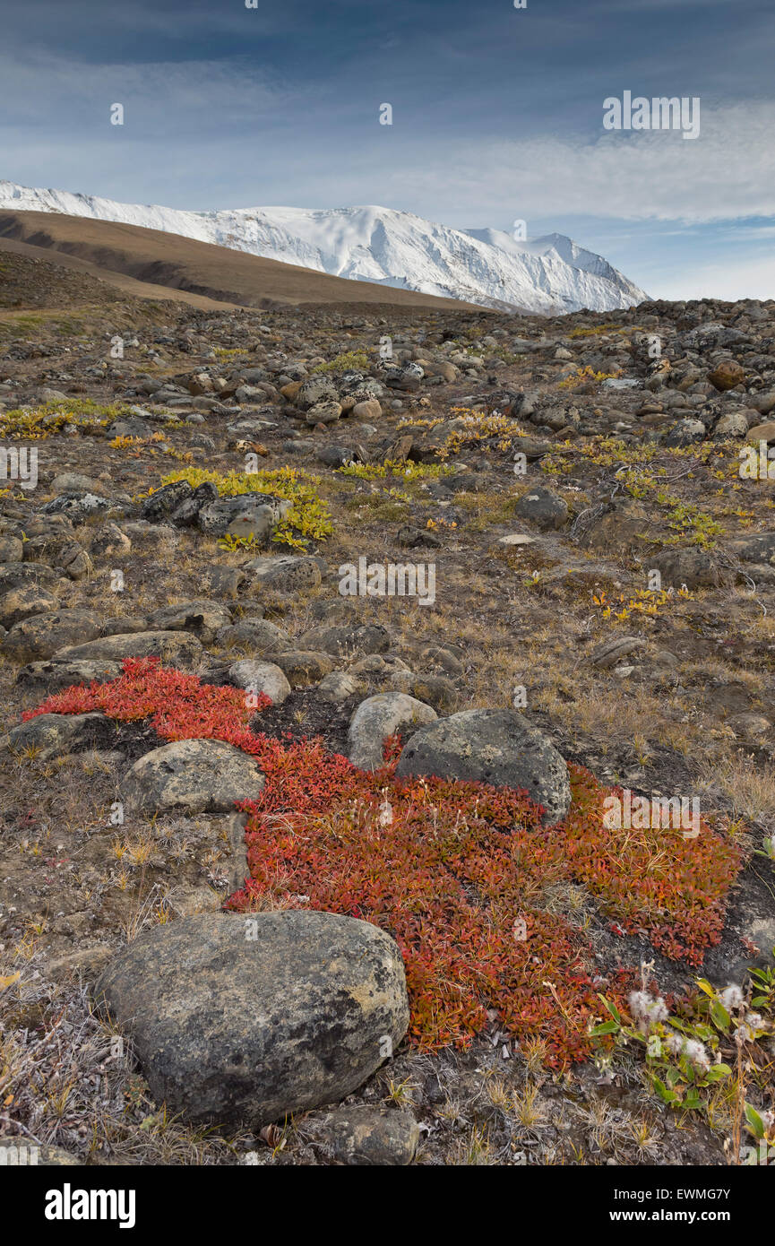 Colores de otoño o de montaña alpina gayuba (Arctostaphylos alpinus), Paradisdal, Kjerulf Fiordo, rama del Kaiser Franz Foto de stock