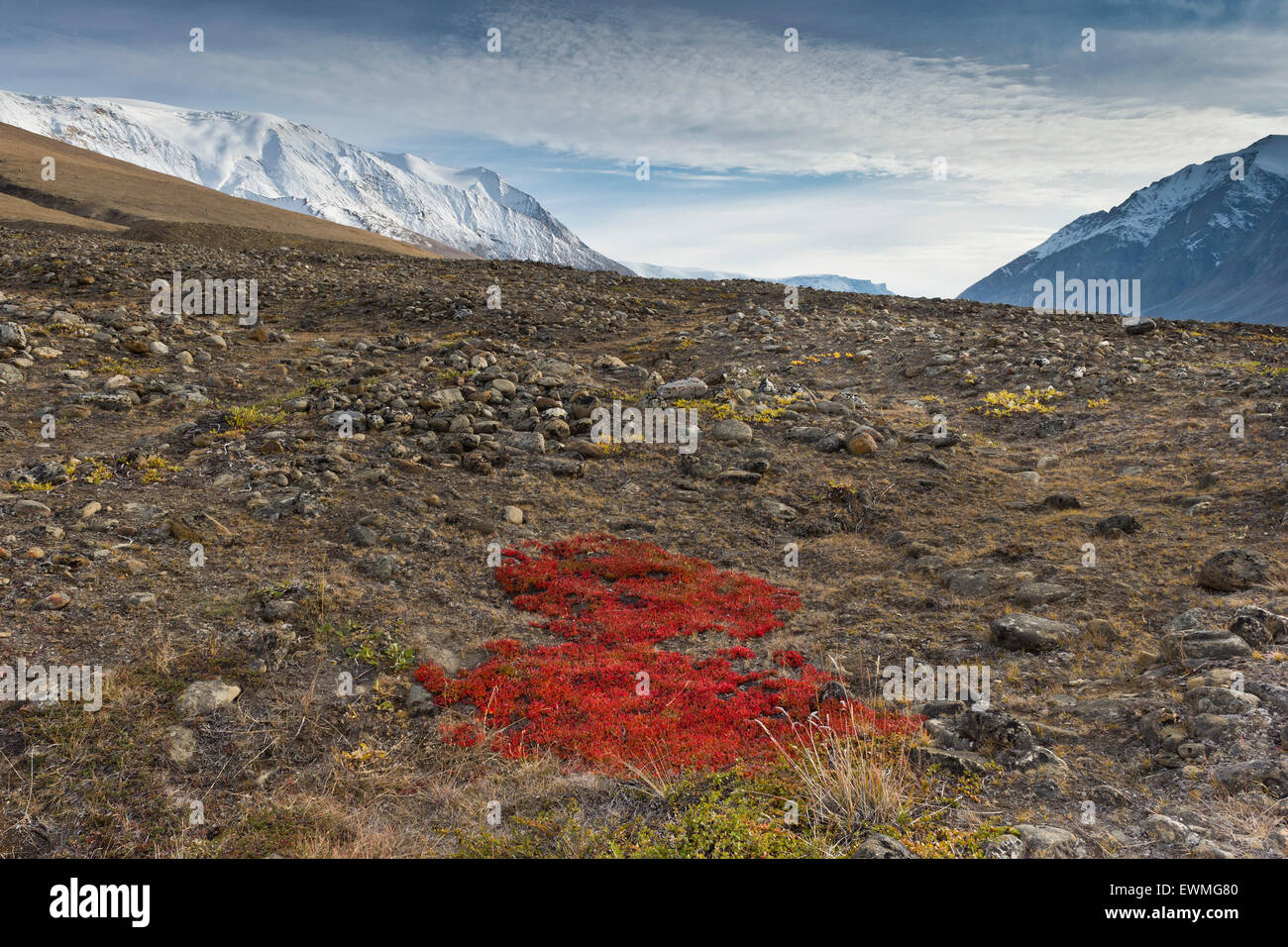 Colores de otoño o de montaña alpina gayuba (Arctostaphylos alpinus), Paradisdal, Kjerulf Fiordo, rama del Kaiser Franz Foto de stock