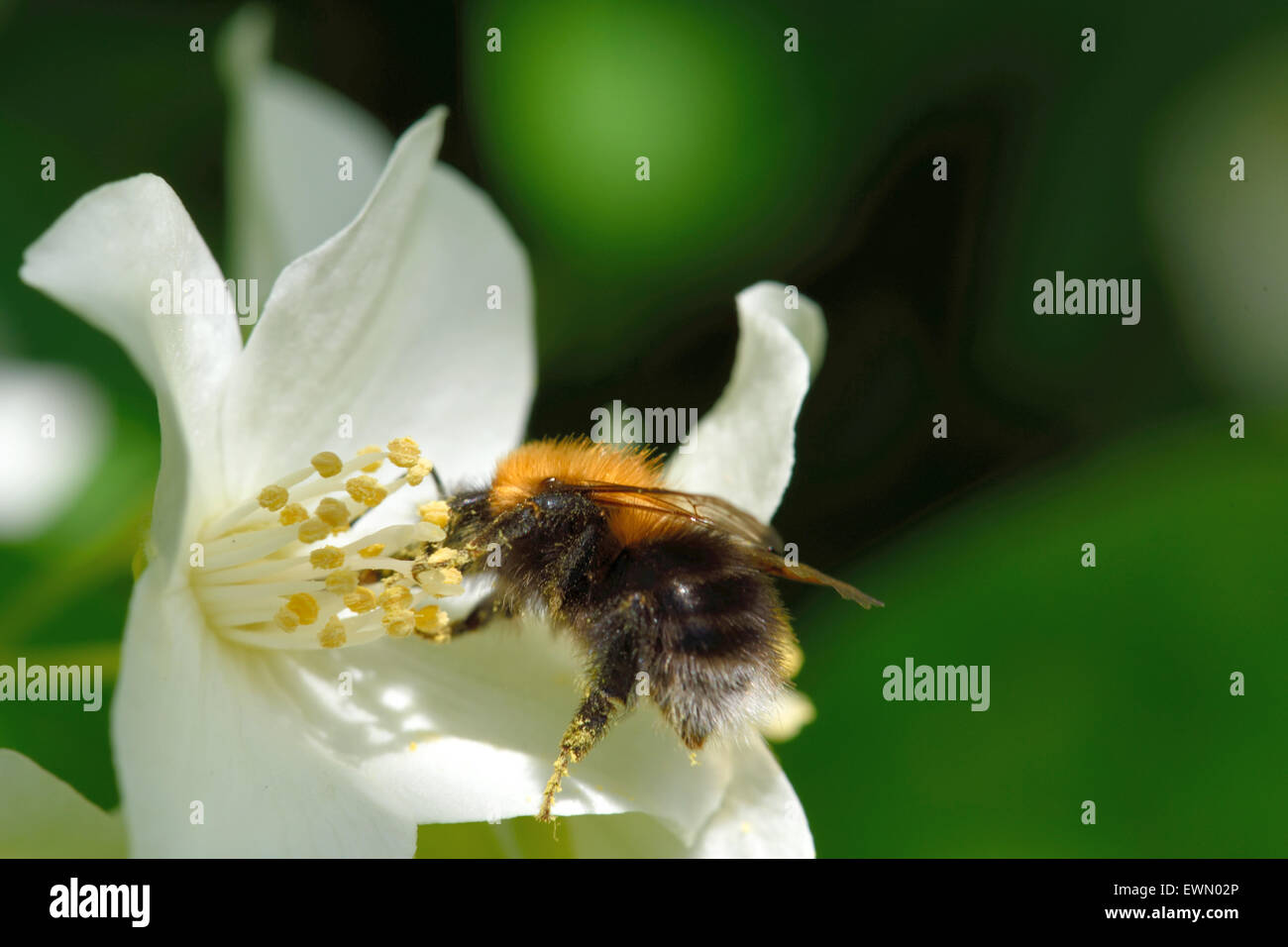 Bumblebee en una flor de Filadelfo (mock-naranja). Foto de stock