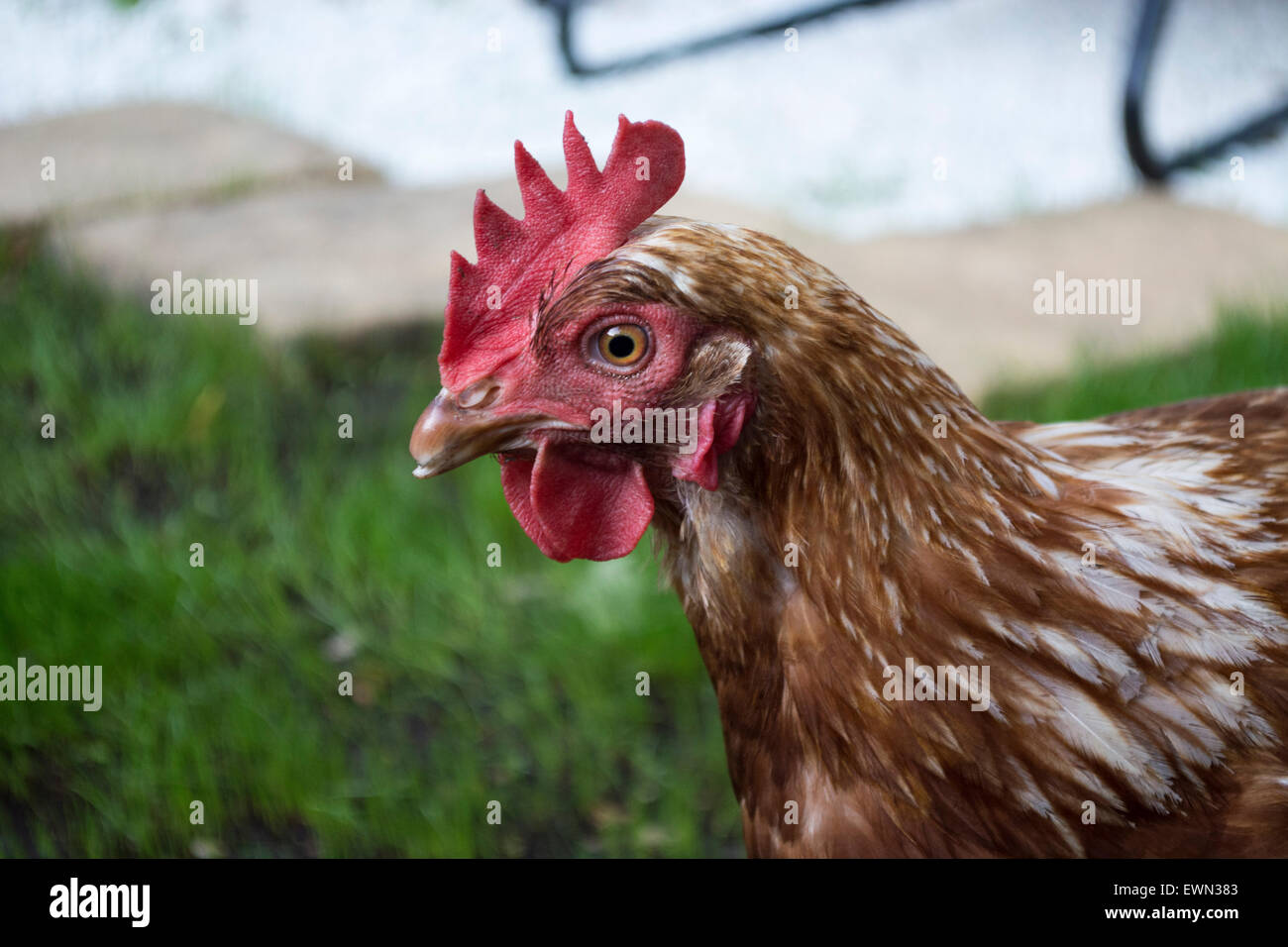 Free Range rojo en el jardín de pollo Foto de stock