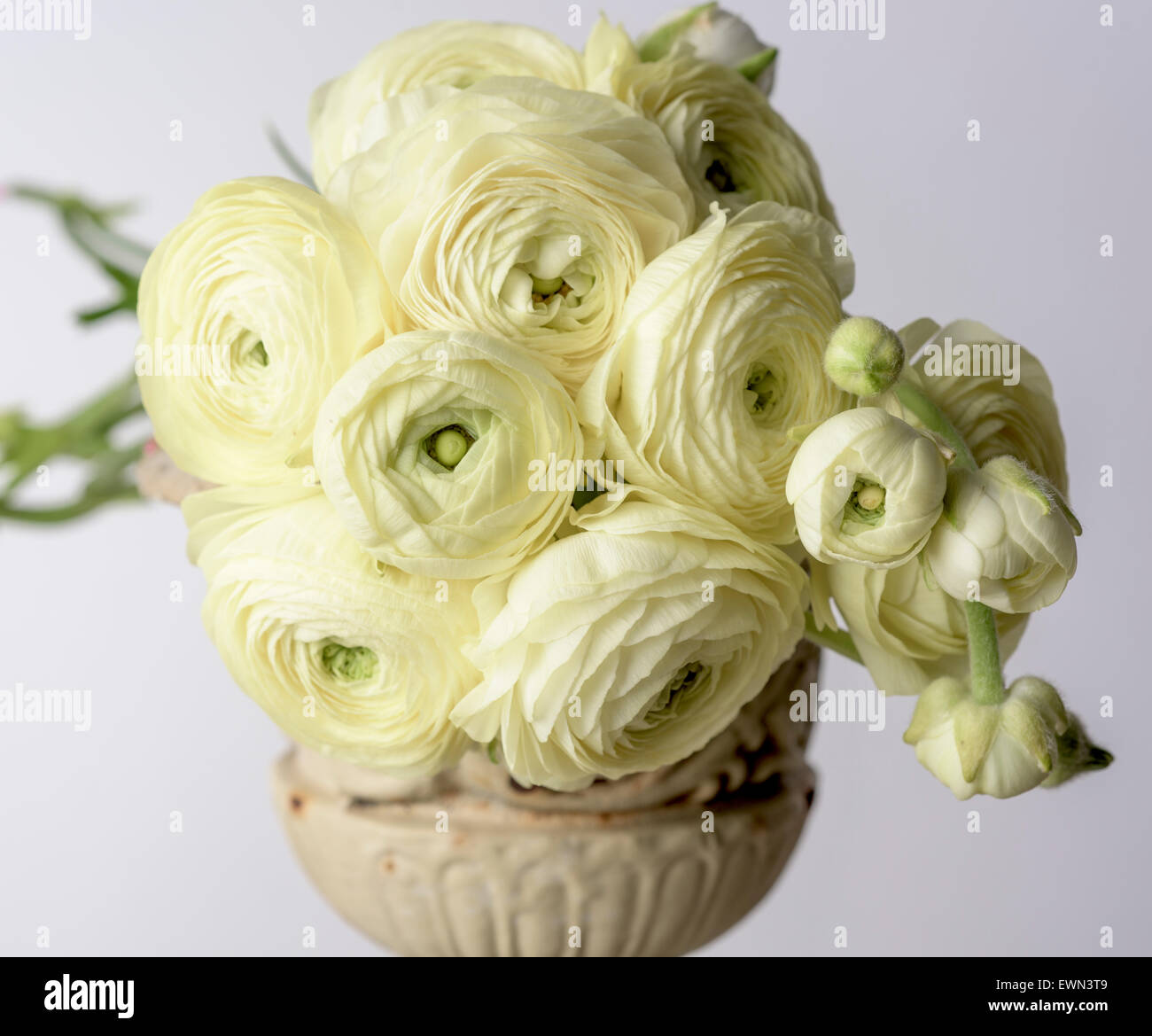 Bouquet de ranúnculos amarillos Foto de stock