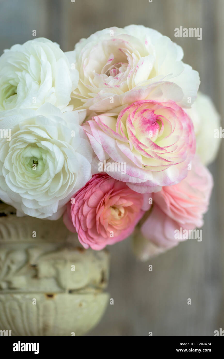 Rosa y Blanco Ranunculus en arreglos florales Foto de stock