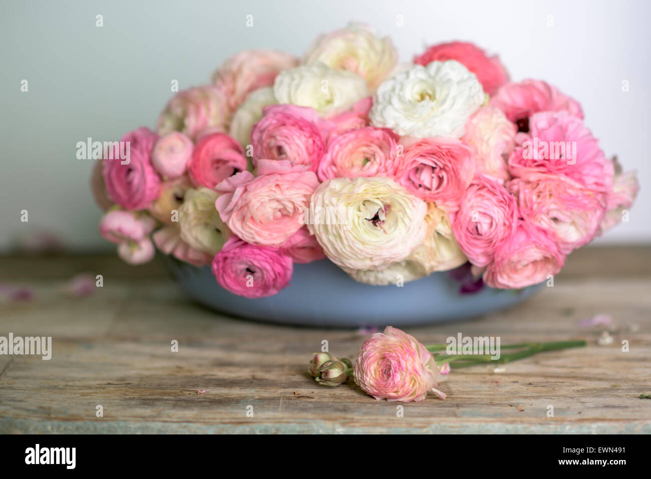 Rosa y Blanco Ranunculus en arreglos florales Foto de stock