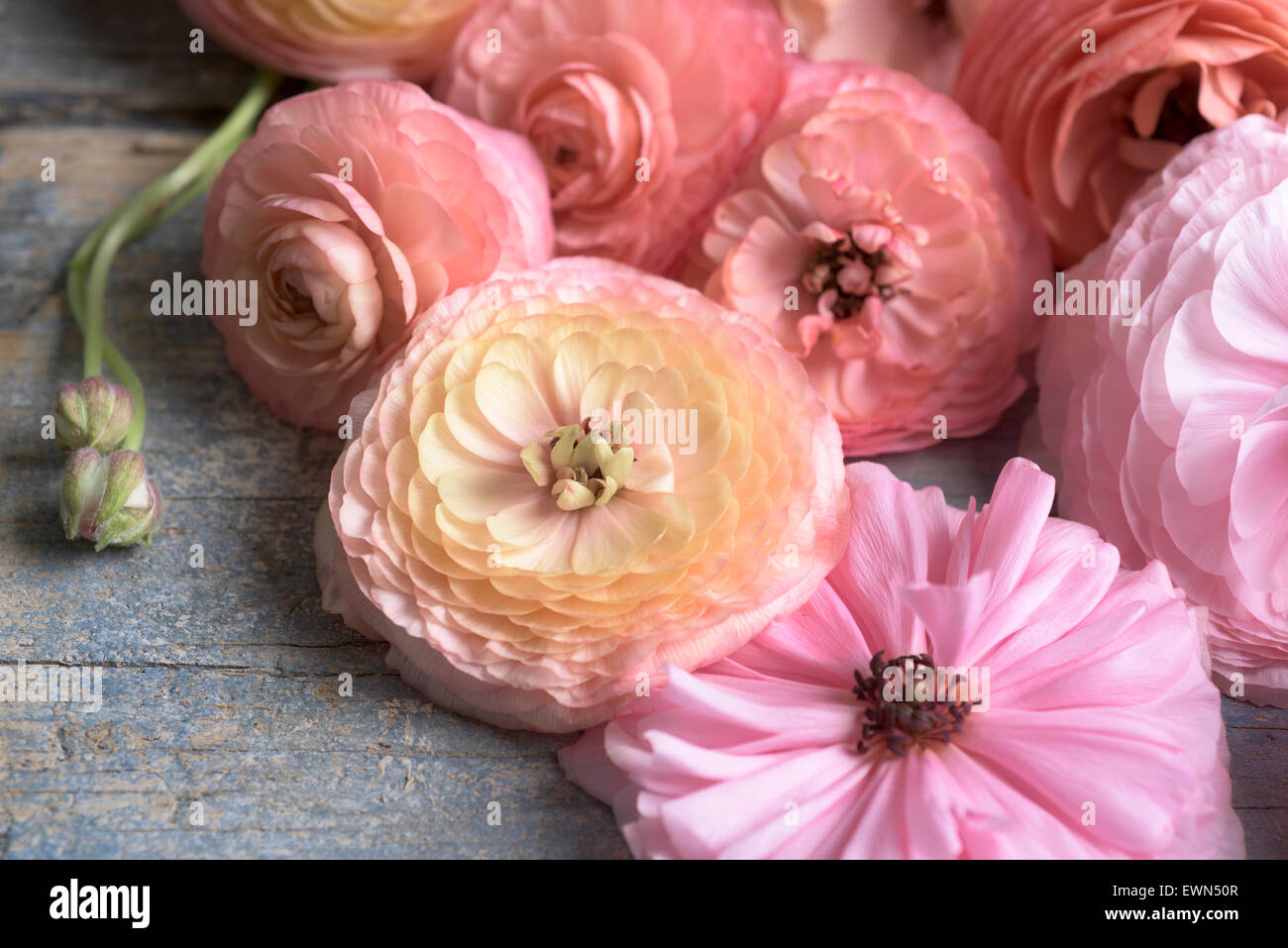 Fotografía cenital de ranúnculos Multicolores flores Foto de stock
