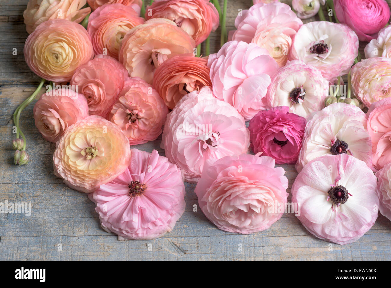Fotografía cenital de ranúnculos Multicolores flores Foto de stock