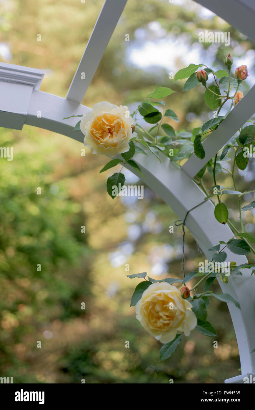 Rosa Graham Thomas, un amarillo David Austin aumentó en un jardín arbor Foto de stock