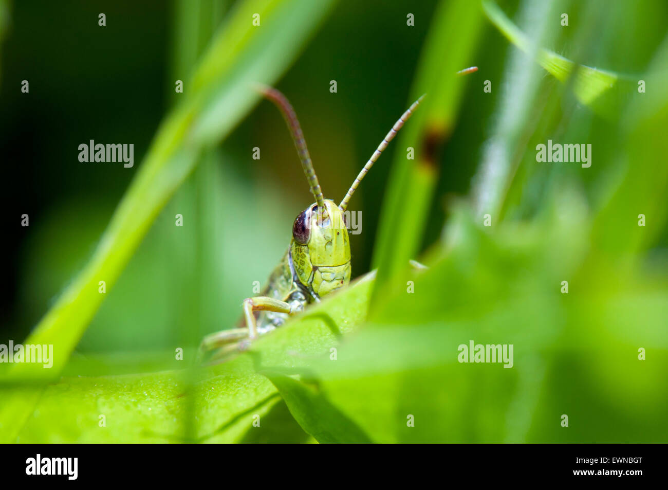 Meadow Grasshopper (Chorthippus parallelus) en gras EUROPA ALEMANIA Foto de stock