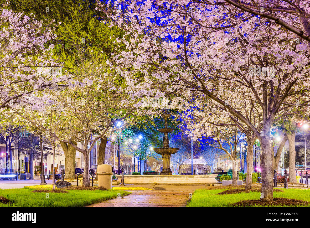 En Macon, Georgia, EE.UU. en el centro de la ciudad, con la primavera Los cerezos en flor. Foto de stock