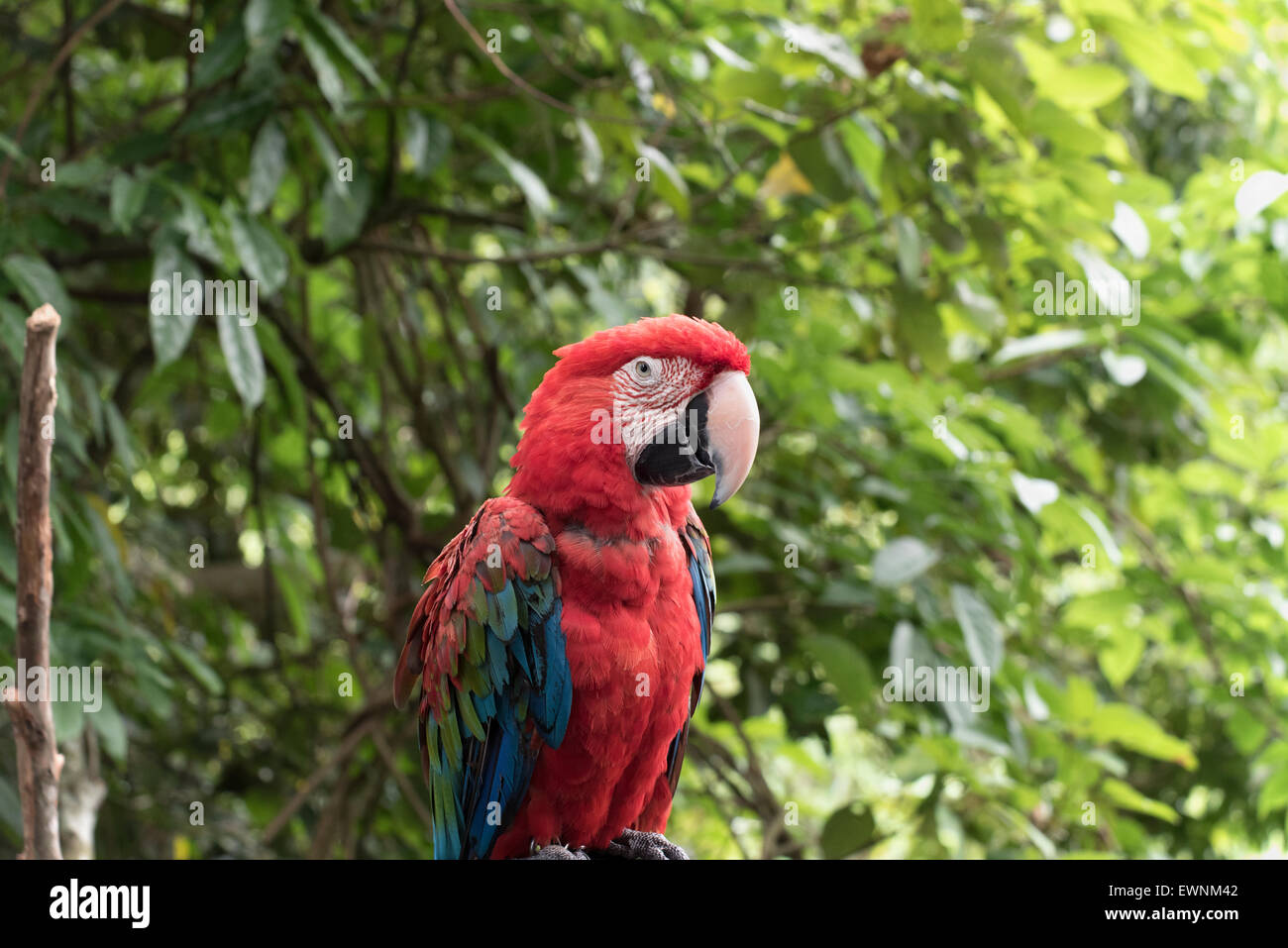 En el Parrot Jungle Foto de stock