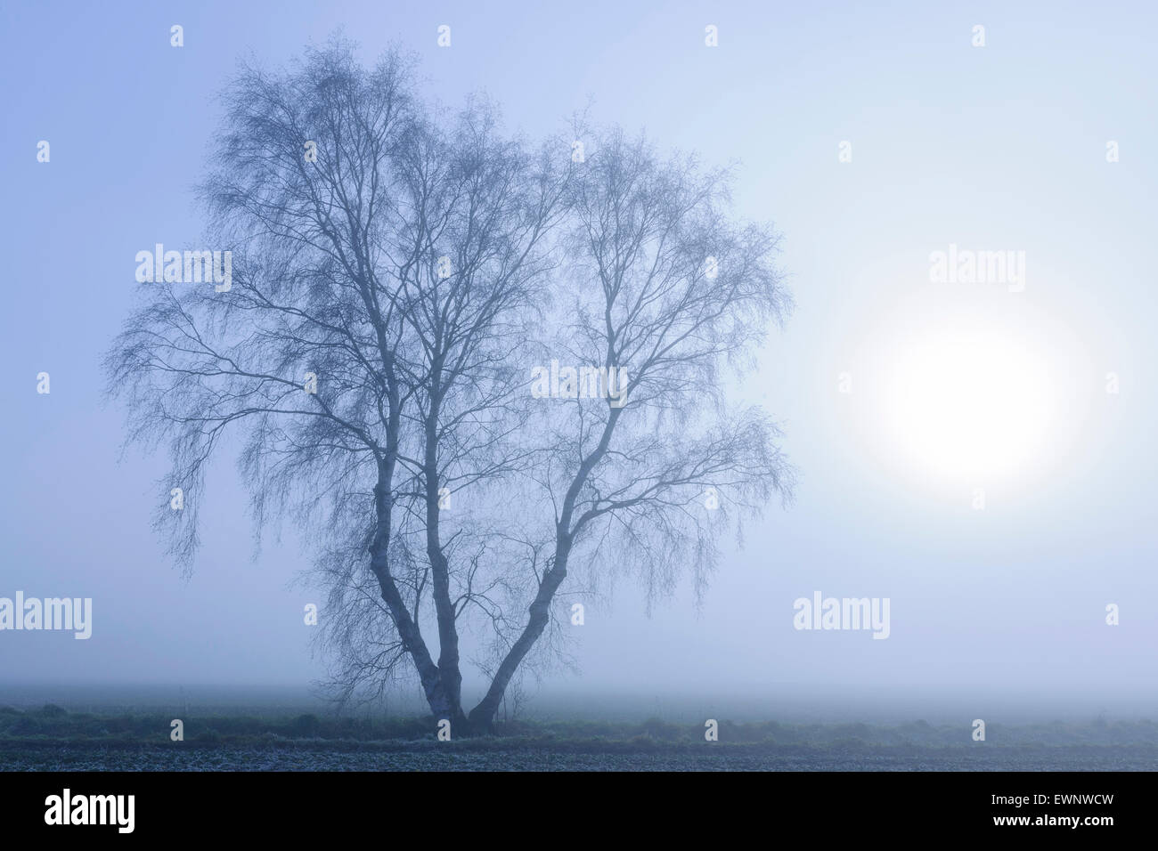 Birch Tree en noviembre de niebla, Niedersachsen, Alemania Foto de stock