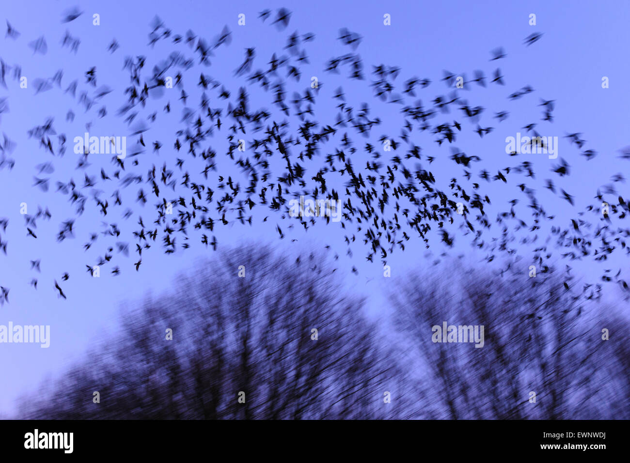 Nadaban jackdaws occidentales en el cielo nocturno, Corvus monedula, Niedersachsen, Alemania Foto de stock