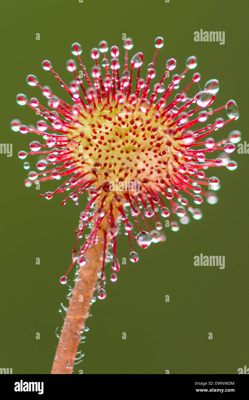 Round-dejados sundew (Drosera rotundifolia), goldenstedter moor, Baja Sajonia, Alemania Foto de stock