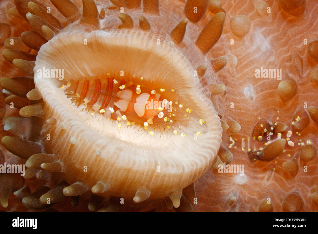 Camarones, Pliopontonia Corallimorph ocultos furtiva, Amplexidiscus fenestrafer. Foto de stock