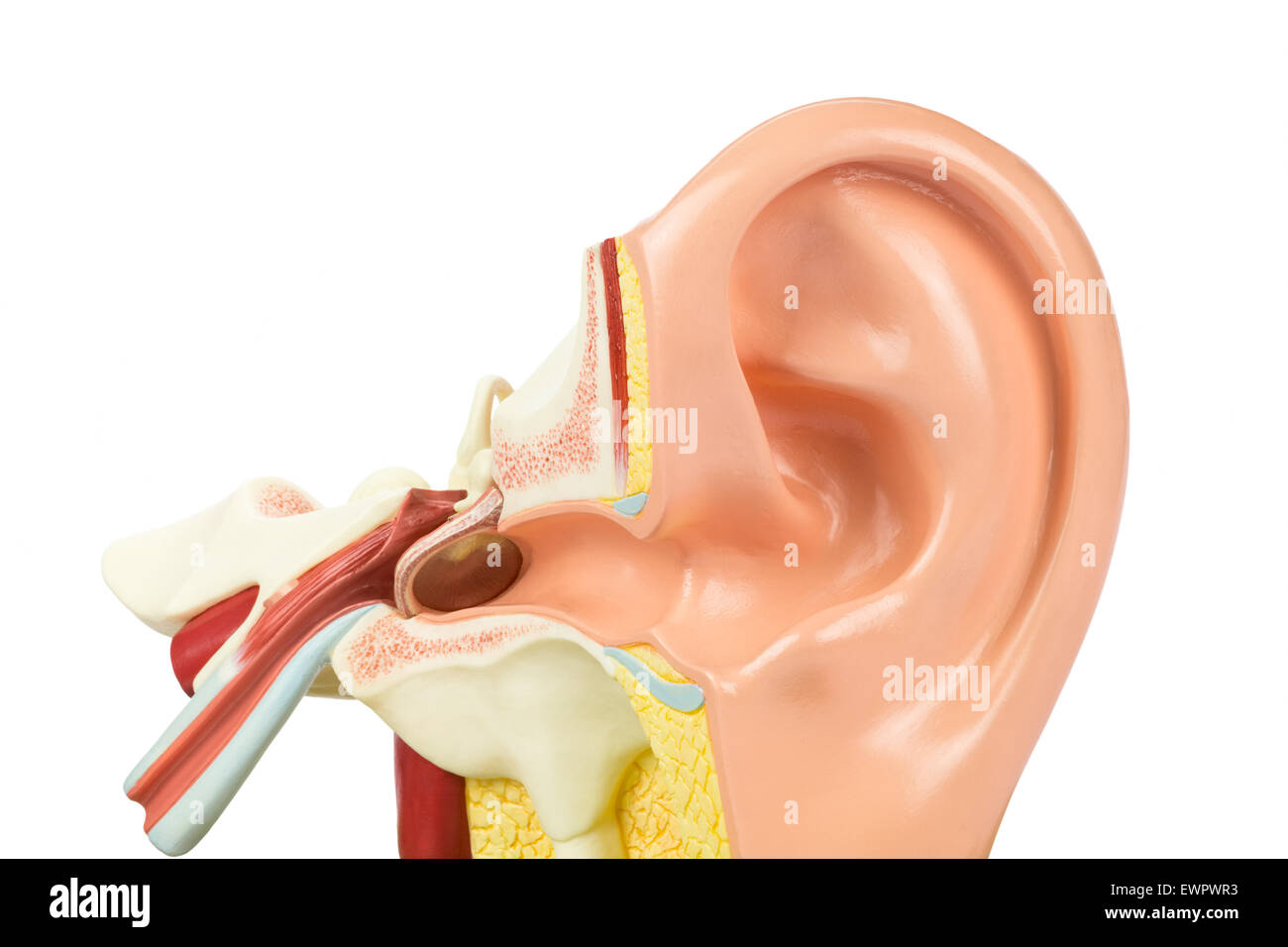 Modelo del oído humano artificial aislado sobre fondo blanco. Foto de stock