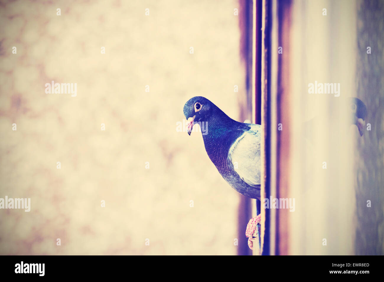 Retro instagram fotografía estilizada de una paloma en la ventana, espacio para el texto. Foto de stock