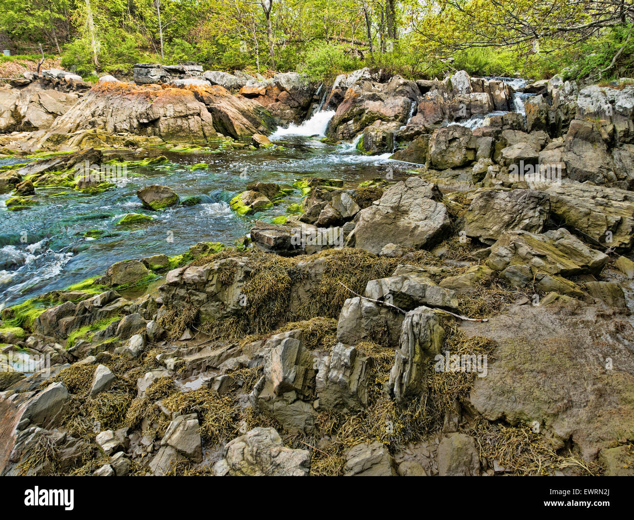 Un arroyo de agua fresca brotando en agua salada con grandes piedras y rocas cubiertas de algas y algas marinas y bosque Foto de stock