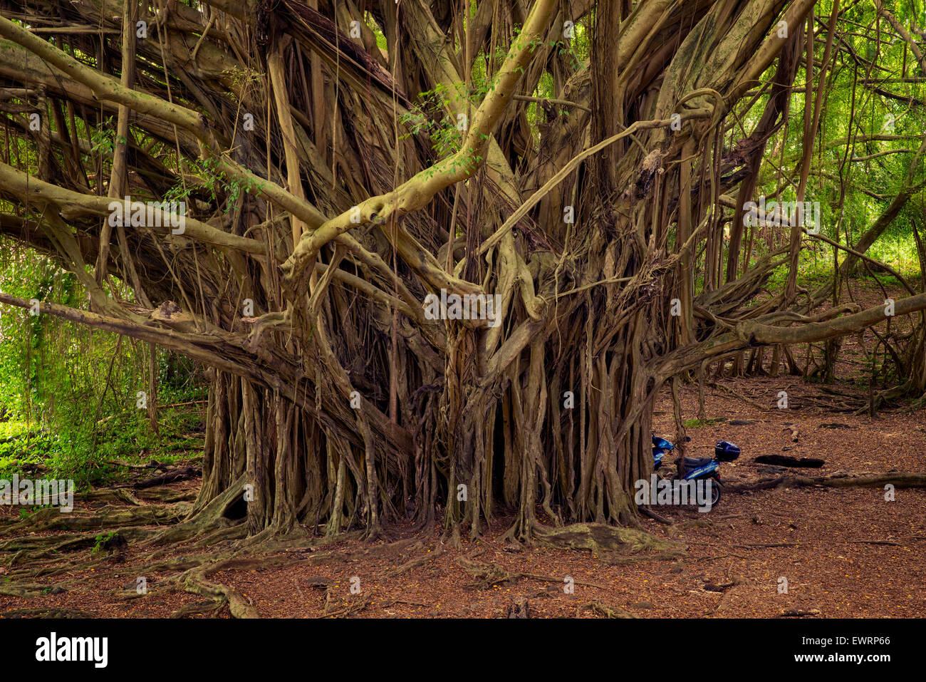 Banyon Tree. Hawai, la Isla Grande. Foto de stock