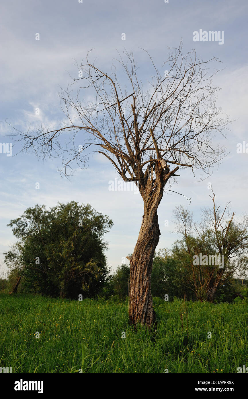 Viejo árbol solitario en el campo Foto de stock