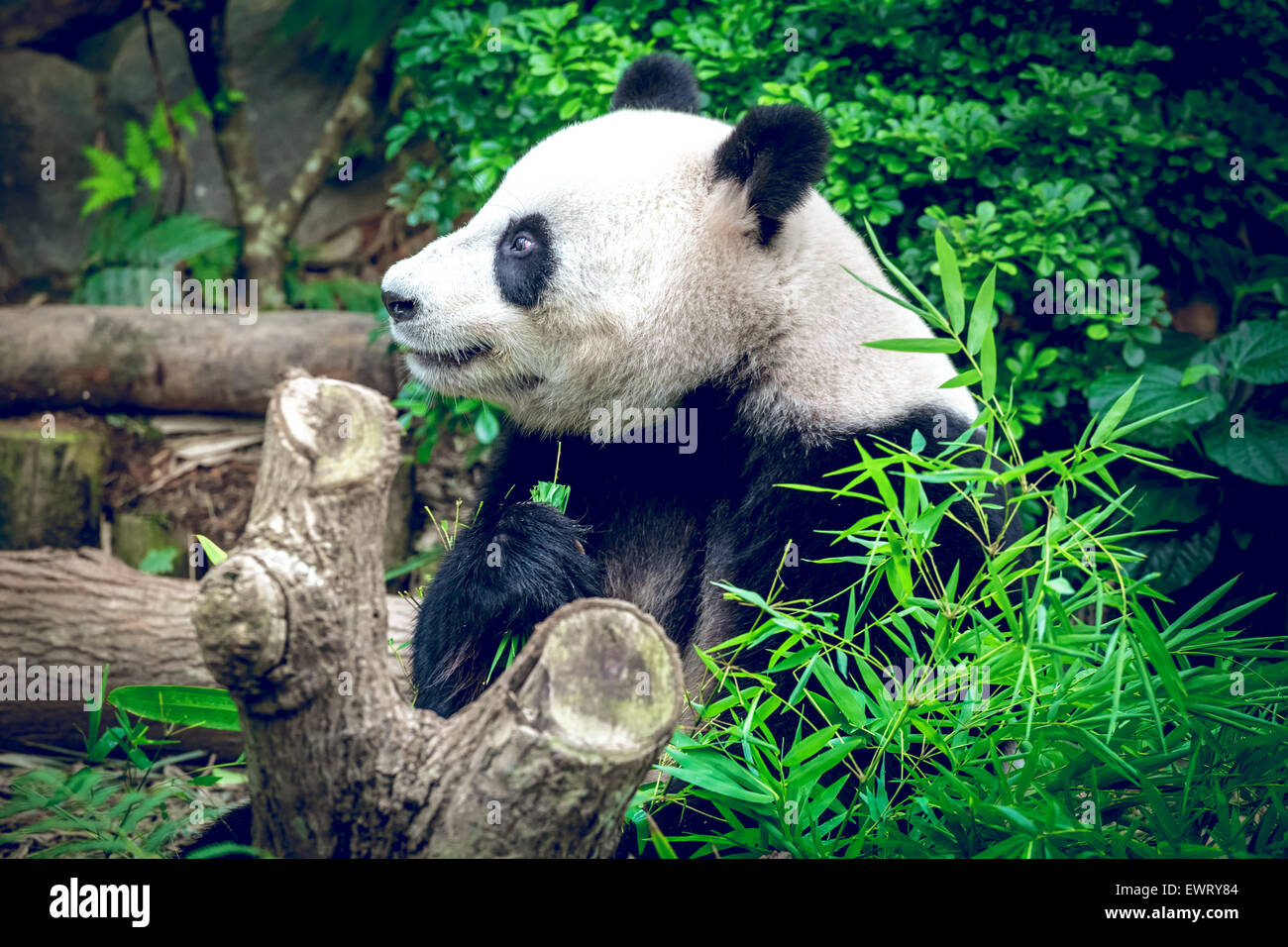 Panda gigante Foto de stock
