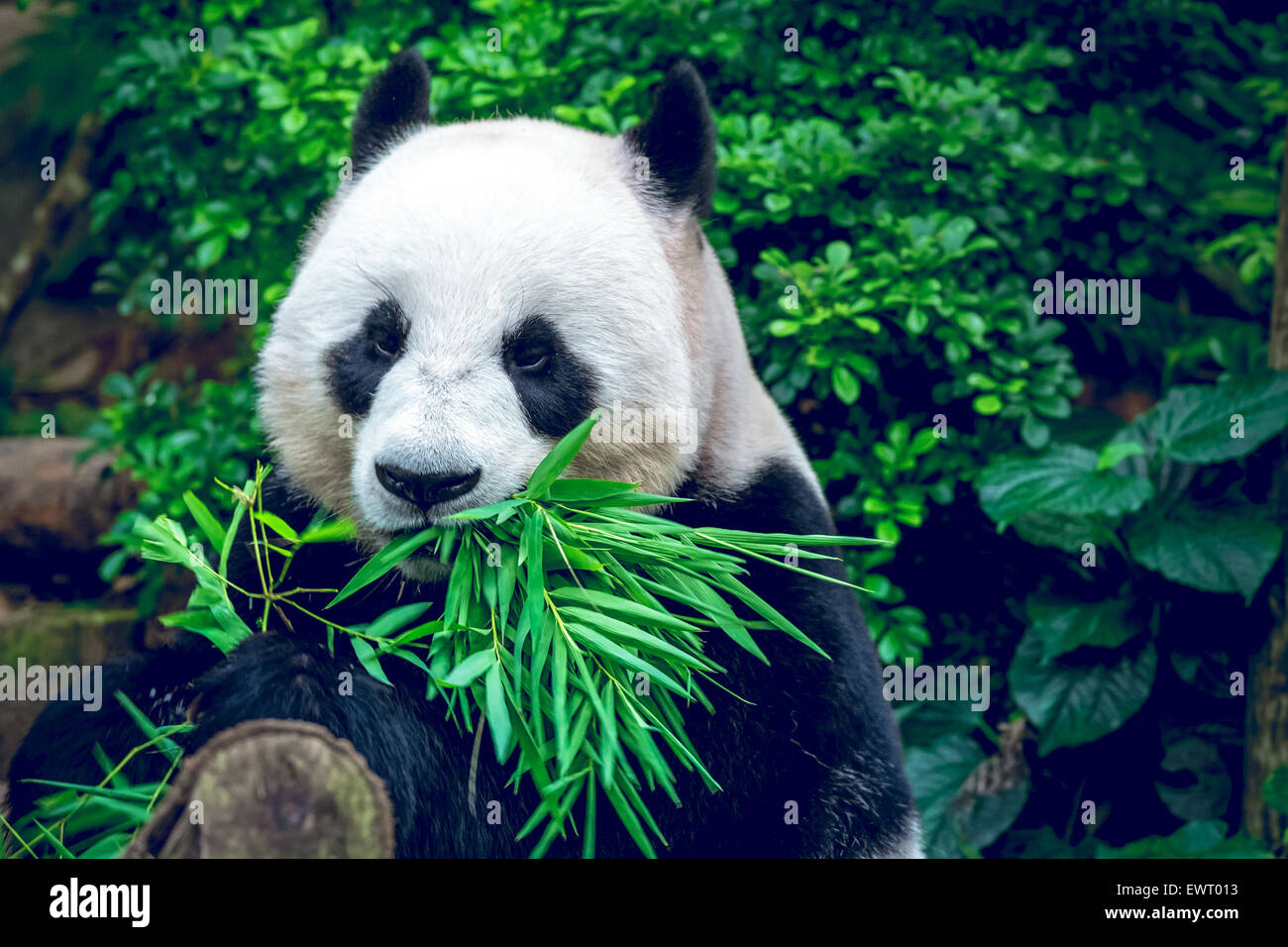 Panda gigante Foto de stock