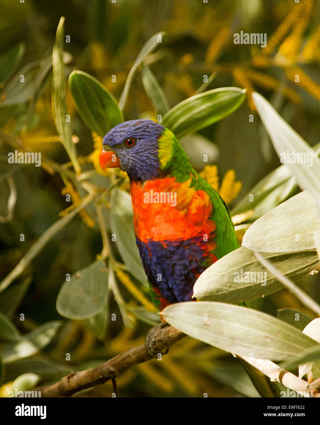 Rainbow lorikeet, Trichoglossus haematodus colorido loro australiano entre flores y follajes de árboles de acacia de terciopelo en jardín urbano Foto de stock