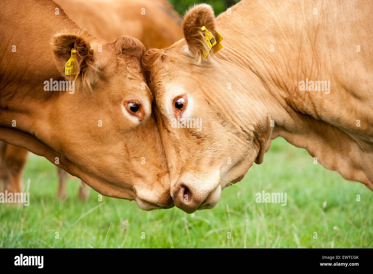 Dos vacas limousin luchando entre sí, empujando la cabeza a cabeza. Lancashire, Reino Unido. Foto de stock