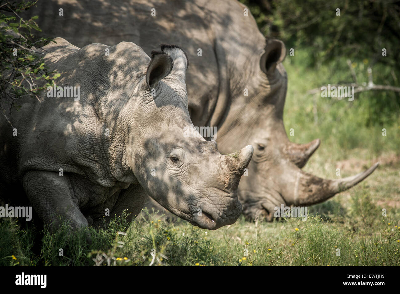 Sudáfrica- un par de rinocerontes' (Rhinocerotidae) en la Reserva de Caza de Dinokeng Foto de stock