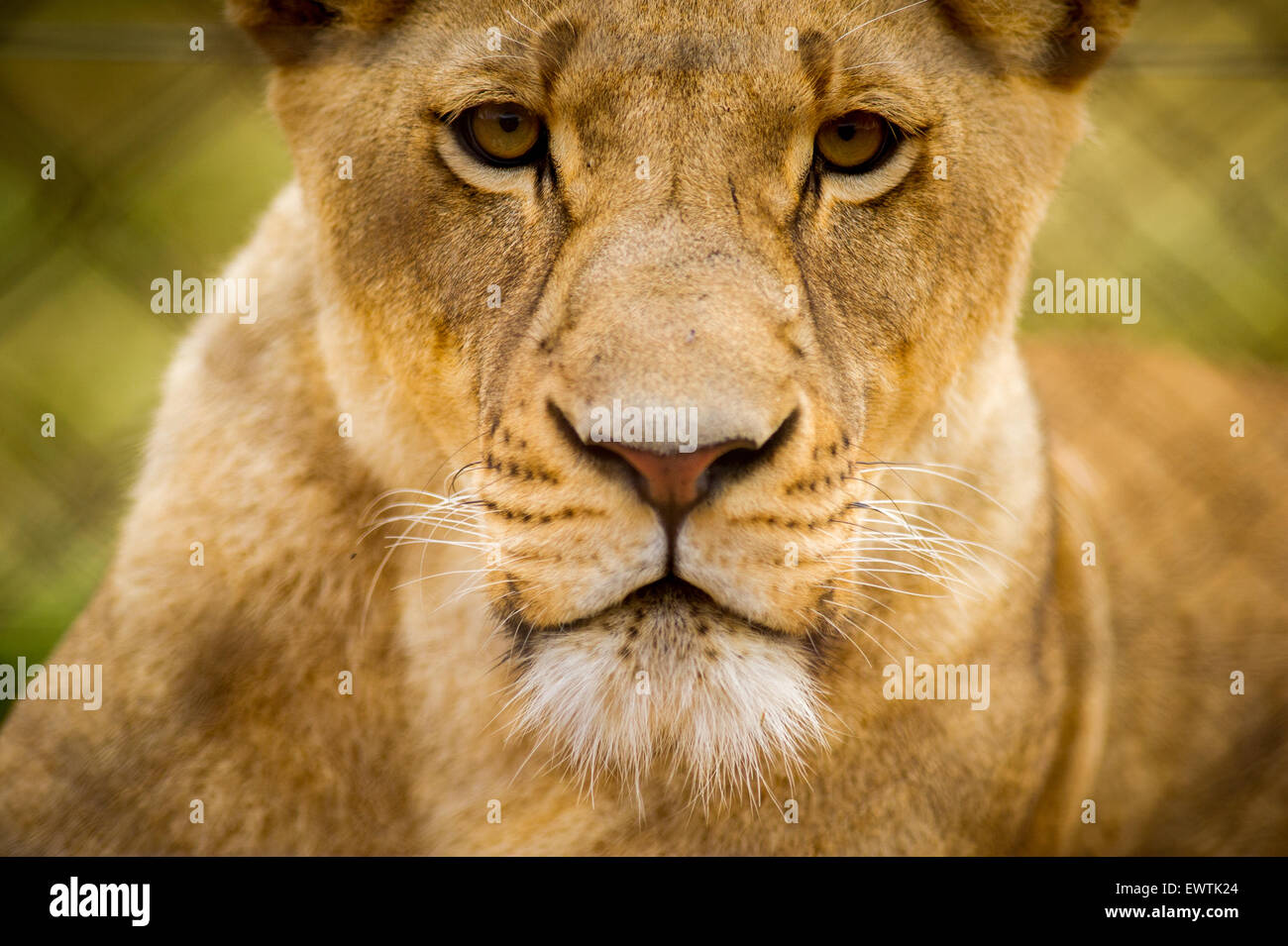 Sudáfrica- León (Panthera leo) merodea dentro de los límites de una reserva de caza Foto de stock